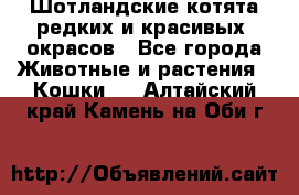 Шотландские котята редких и красивых  окрасов - Все города Животные и растения » Кошки   . Алтайский край,Камень-на-Оби г.